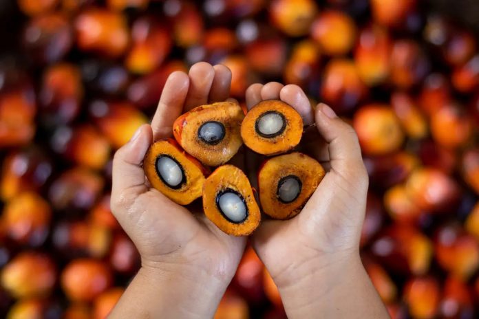 Palm Kernel Shell: The Next Big Thing In Biomass Markets